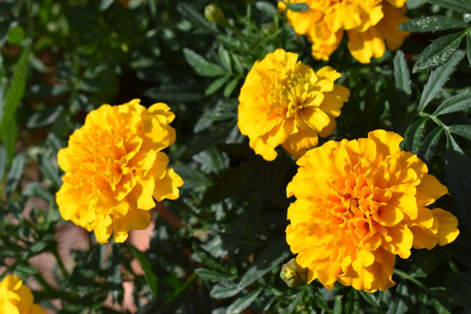 Marigold %E2%80%93 Cresta Gold from Syngenta slideshow