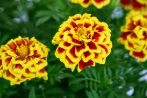 Marigold Mango Tango AAS Ornamental from Seed Winner National Winner