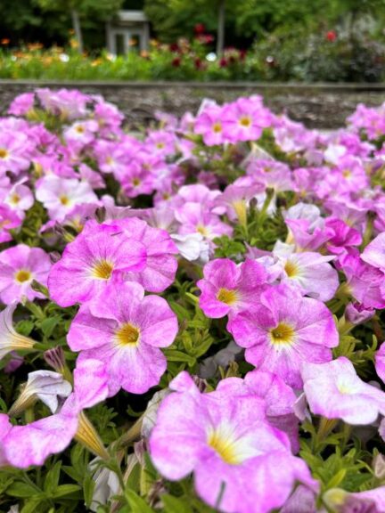 Petchoa 'Supercal Premium Pink Mist' (Sakata Ornamentals)