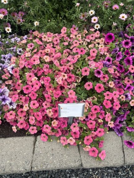 Petunia %E2%80%98Tea Flamingo Beekenkamp Smith Gardens