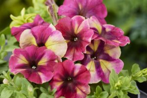 Petunia Shake Raspberry F1 AAS Ornamental from Seed Winner National Winner