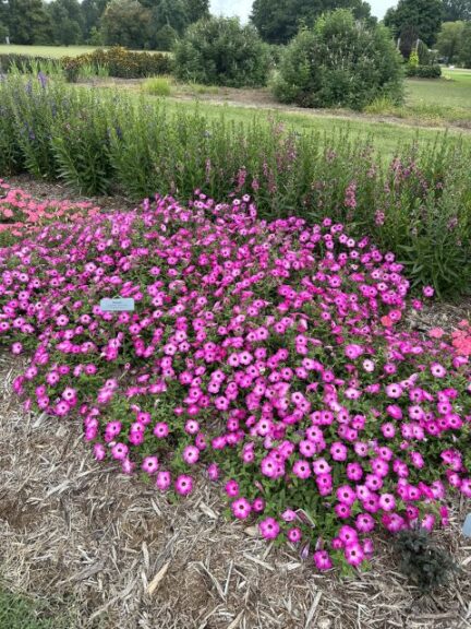 Petunia Supertunia Tiara%C2%AE Pink University of Tennessee Jackson