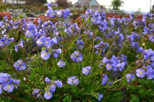 Polemonium Hurricane Ridge