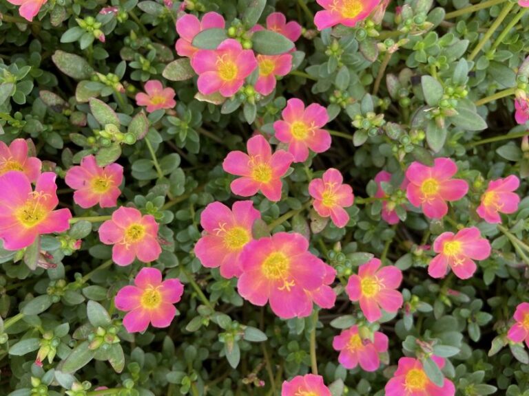 Portulaca Mojave Pink NC State 2024