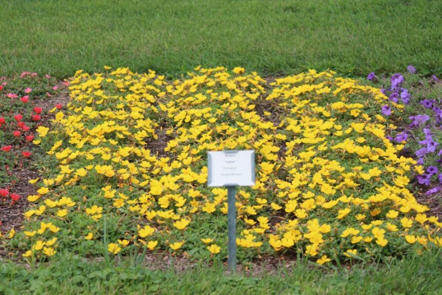 Portulaca Mojave Yellow ProvenWinners 1 Wisconsin