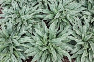 Pulmonaria Raspberry Frost