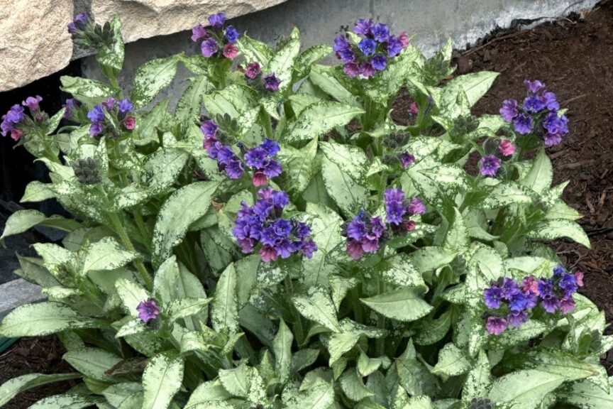 Pulmonaria Silver Scimitar