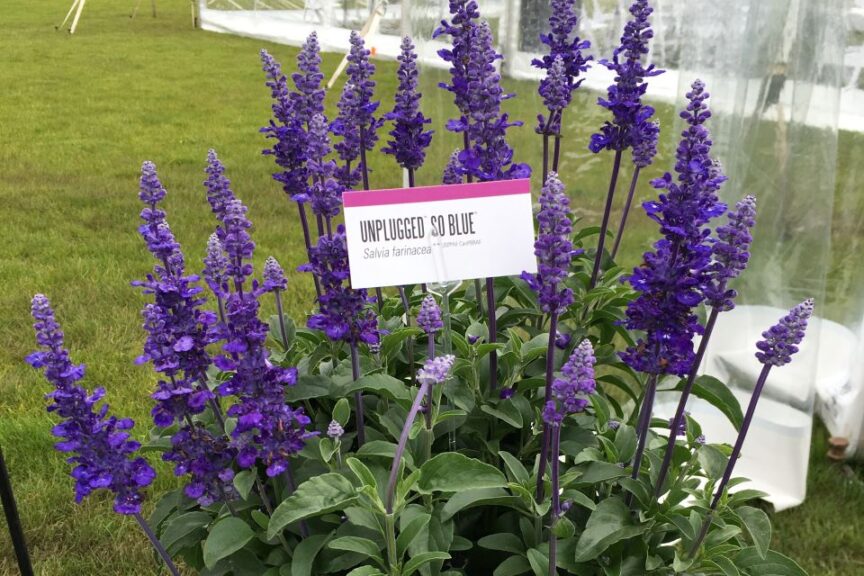 Salvia %E2%80%98Unplugged So Blue Rick Grazzini