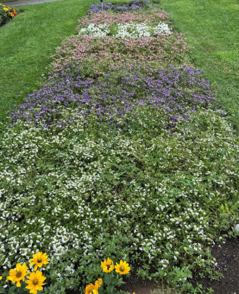 Scaevola Whirlwind Mass Hort