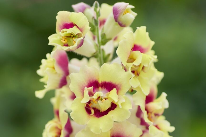 Snapdragon DoubleShot Yellow Red Heart F1 AAS Ornamental from Seed Winner National Winner