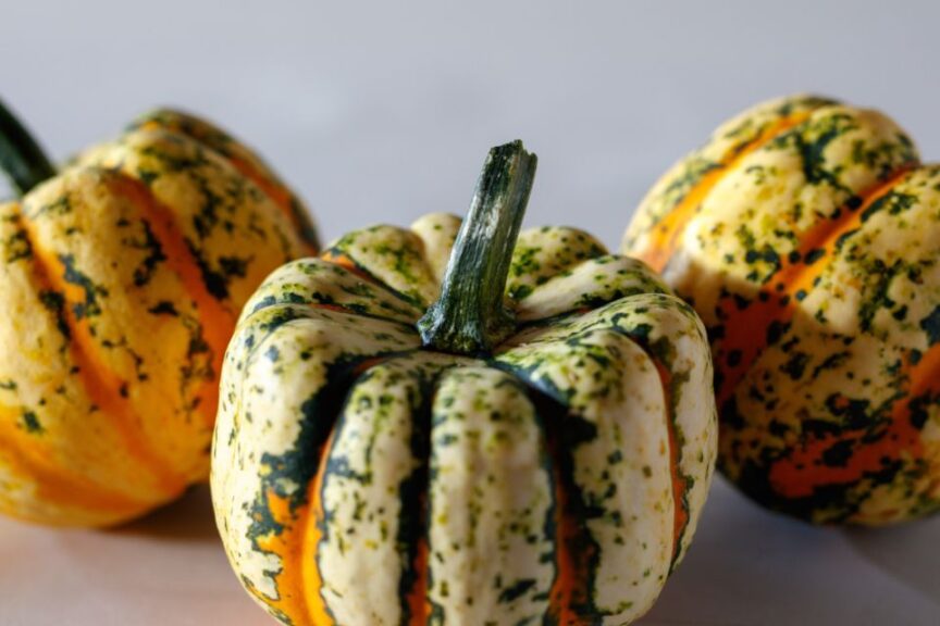 Squash Thriller F1 AAS Edible Winner National Winner