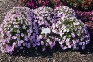 SunPatiens Vigorous%E2%84%A2 Orchid Ohio State