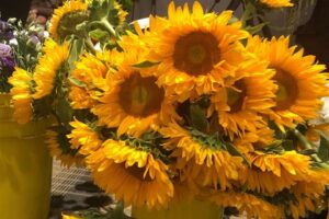 Sunflowers at Ball Seed cut flower workshop slideshow