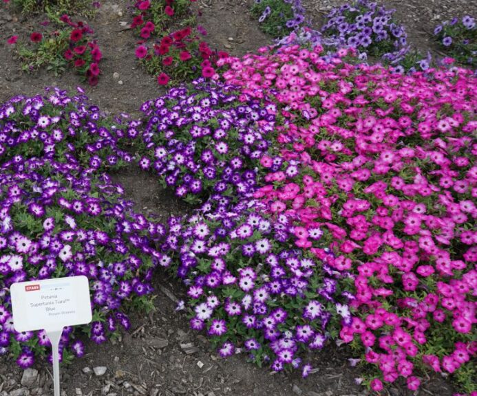 Supertunia Tiara pinkblue Ohio State