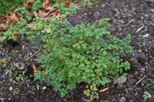 Thalictrum Justin Lombardoni November 2024