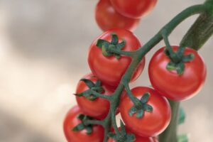 Tomato Tonatico F1 AAS Edible Winner Regional Winner Mountain Southwest and Northeast