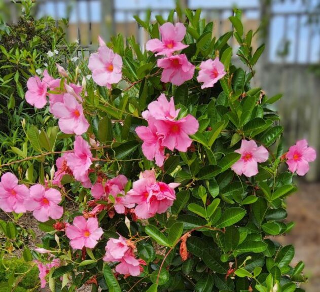 Vining Mandevilla Agate XXL Rose Pink Ball FloraPlant Copy U of Georgia