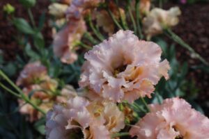 Voyage II Light Apricot Lisianthus %E2%80%93 Sakata Dallas Arboretum