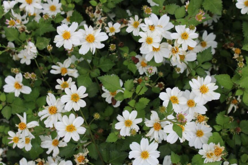 White Delight Imp. Bidens Danziger Dallas Arboretum