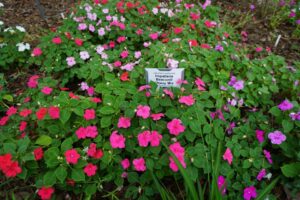 beacon impatiens Louisiana State