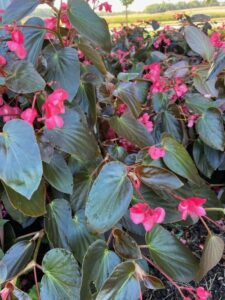 dragonwing begonia Wisconsin