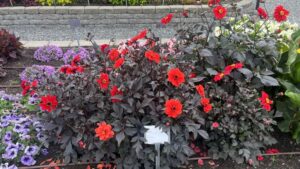 Dahlia ‘Black Black Forest Ruby’ (American Takii)