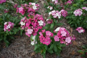 jolt pink magic dianthus Louisiana State