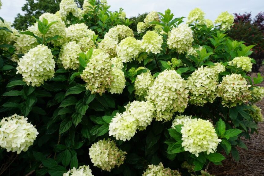 limelight prime hydrangea Louisiana State