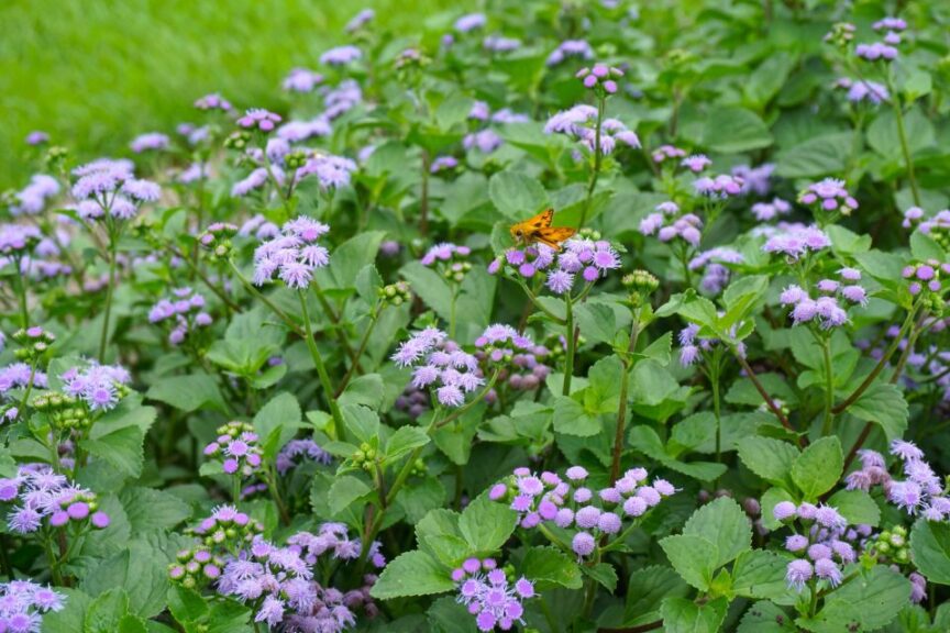 monarch magic ageratum Louisiana State