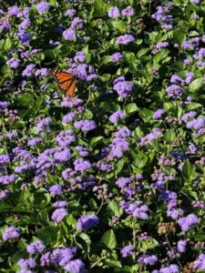 monarch magic Wisconsin