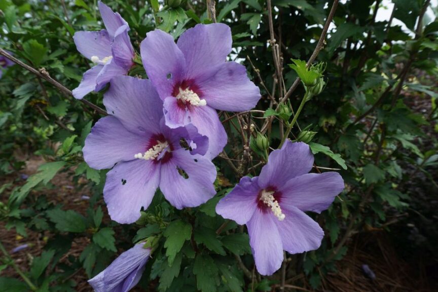 paraplu violet rose of sharon Louisiana State