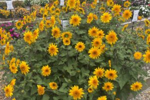 %E2%80%98Sunfinity Double Yellow Syngenta Flowers 1