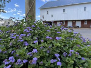 Ageratum Monarch Magic Ball FloraPlant Penn State