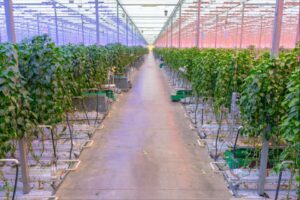 3. Six Technology Trends That Will Drive Future Grower Success