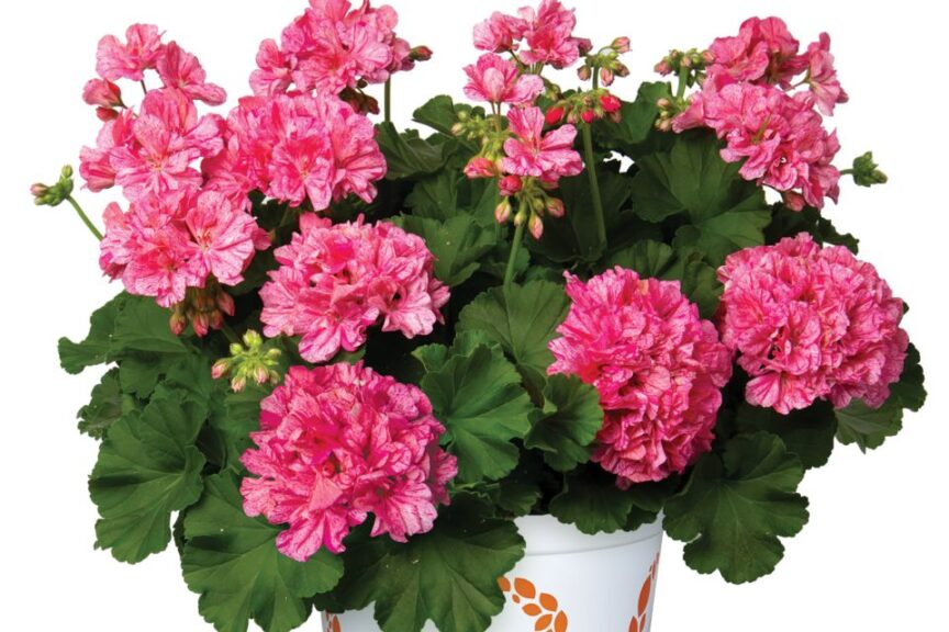 As part of its Top Picks program Dummen Orange is especially proud of Geranium %E2%80%98Big EEZE Pink Batik for its vibrant eye catching color and reliability