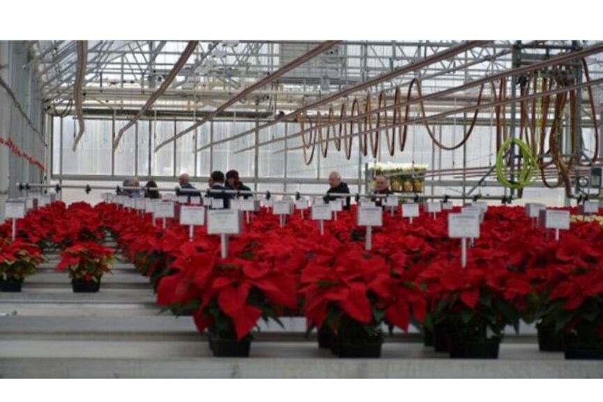 Attendees at Plantpeddler Poinsettia Variety Day 2024 3