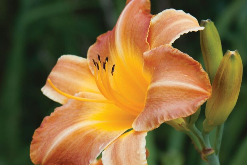 Ball Seed Hemerocallis Everdaylily Bronze Kebol bloom