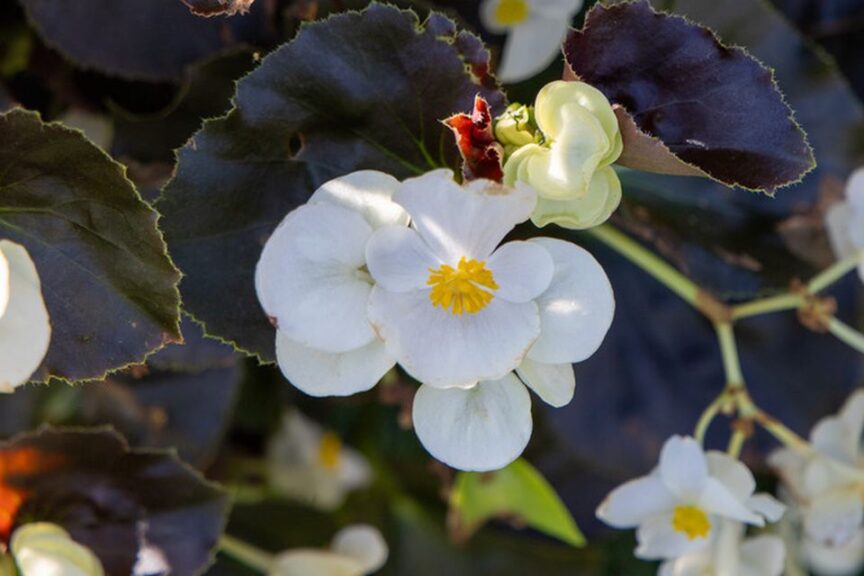 Begonia %E2%80%98BIG white leaf Bronze 2