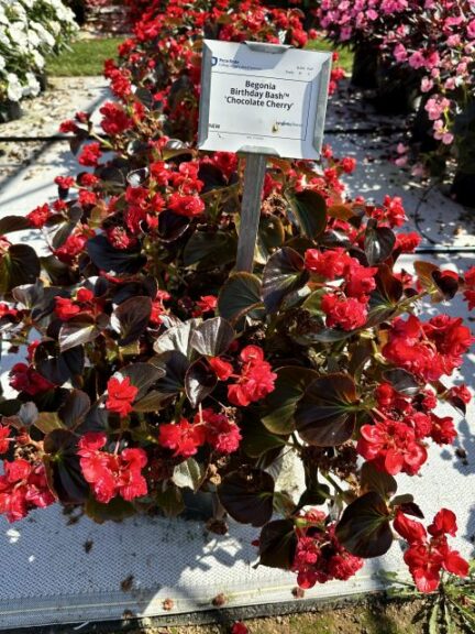 Begonia Birthday Bash Chocolate Cherry Syngenta Flowers Penn State