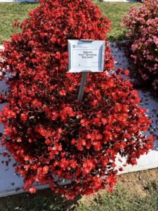 Begonia Hula PanAmerican Seed Penn State