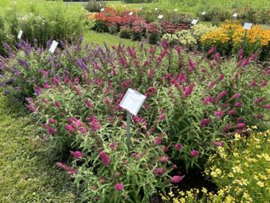 Buddleia Penn State