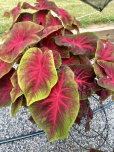 Caladium Rio Summer Penn State