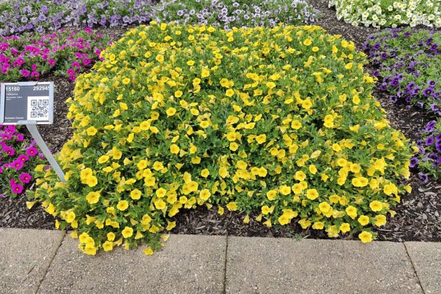 Calibrachoa %E2%80%98Bloomtastic Yellow Dummen%E2%80%AFOrange