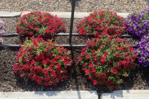 Calibrachoa Bloomtastic Red