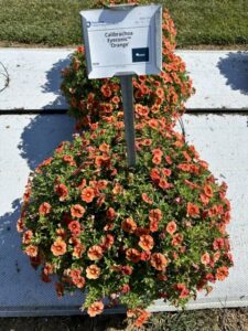 Calibrochoa Eyeconic Orange Danziger Penn State