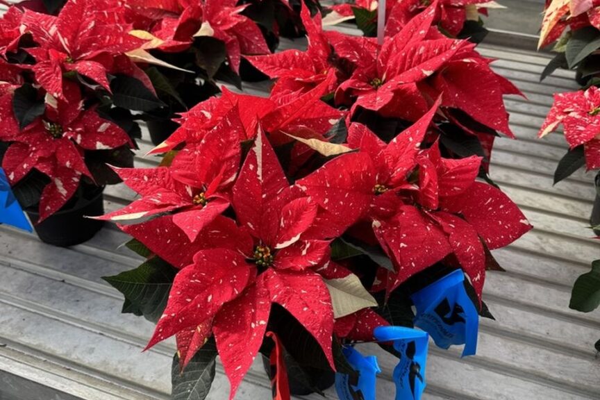 Candy Cane poinsettia at Plantpeddler