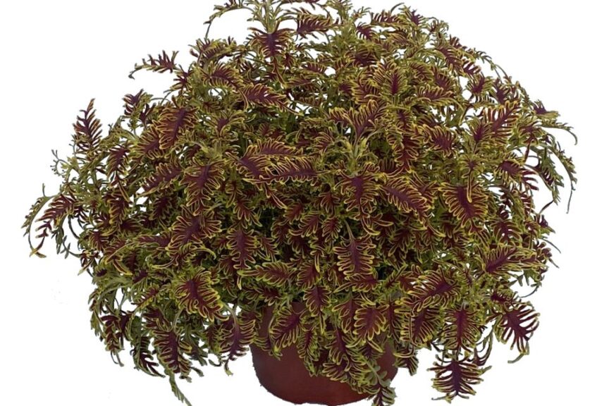 Coleus %E2%80%98Skeletal Kientzler