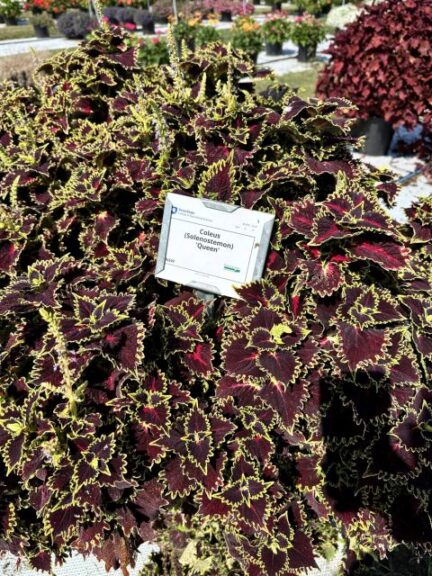 Coleus TerraScape Queen Kientzler Penn State