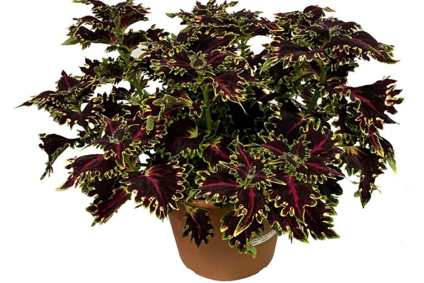 Coleus TerraScape Series %E2%80%98Queen Kientzler