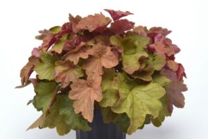 Darwin Perennials Heuchera Big Top Caramel Apple